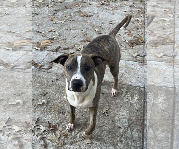 Medium Photo #9 Mutt Puppy For Sale in Holly Springs, NC, USA