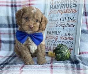 Cocker Spaniel-Poodle (Miniature) Mix Puppy for sale in CEDAR LANE, PA, USA