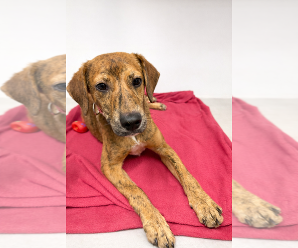 Medium Photo #1 Mutt Puppy For Sale in Evansville, IN, USA