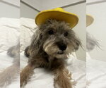 Small #2 Shih Tzu Mix