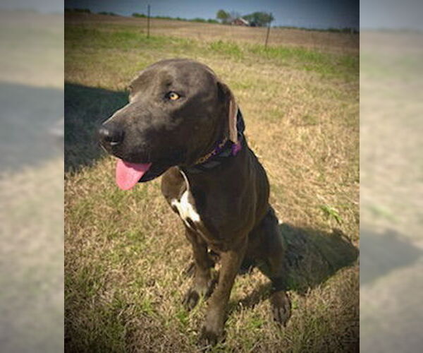 Medium Photo #3 Labmaraner Puppy For Sale in Pleasanton, TX, USA