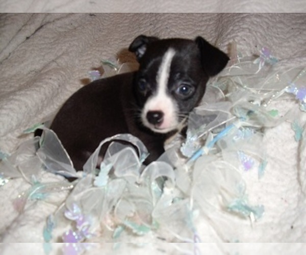 Medium Photo #3 Chihuahua Puppy For Sale in MADISON, MS, USA