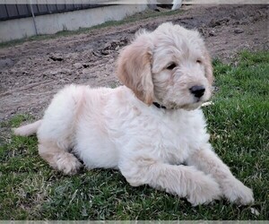Labradoodle Puppy for Sale in LUBLIN, Wisconsin USA