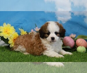Shih-Poo Puppy for sale in FREDERICKSBG, OH, USA