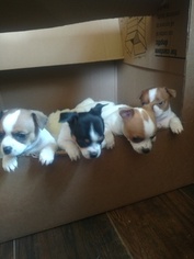 Chihuahua Puppy for sale in PENFIELD, NY, USA