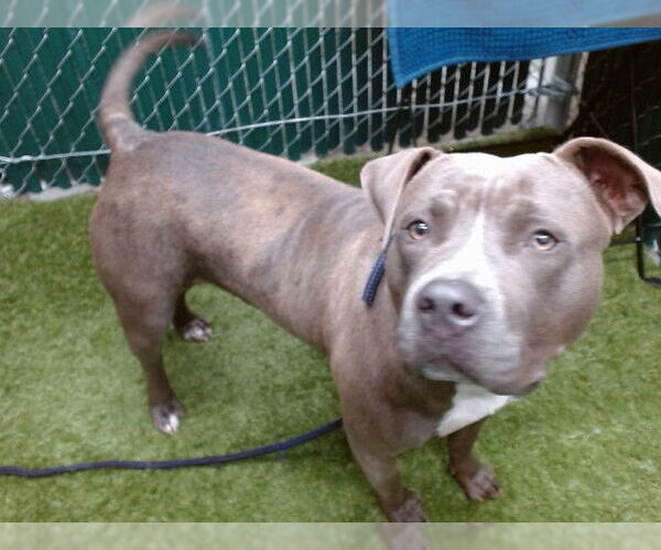 Medium Photo #1 American Pit Bull Terrier Puppy For Sale in Downey, CA, USA