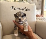 Puppy Sage Pomsky