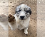 Small Photo #3 Australian Shepherd Puppy For Sale in MIDLAND, GA, USA