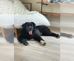 Small #9 Great Pyrenees Mix