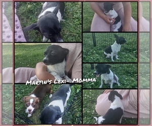 Mother of the Chihuahua puppies born on 07/25/2025