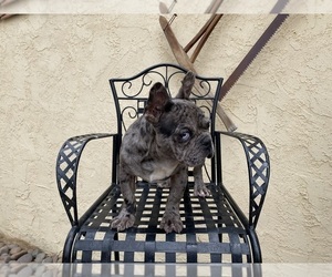 French Bulldog Puppy for sale in MORENO VALLEY, CA, USA