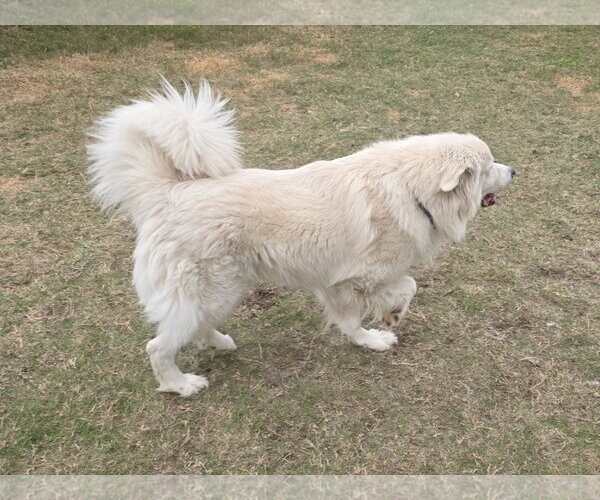 Medium Photo #22 Chow Chow-Great Pyrenees Mix Puppy For Sale in Houston, TX, USA
