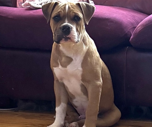Medium Photo #1 Alapaha Blue Blood Bulldog Puppy For Sale in NEWVILLE, PA, USA
