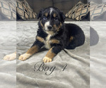 Puppy Boy 4 Australian Shepherd