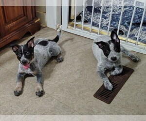 Australian Cattle Dog Puppy for Sale in LAURENS, South Carolina USA