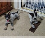 Image preview for Ad Listing. Nickname: Litter of 6