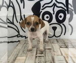 Small Jack Russell Terrier