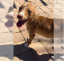 Small Photo #4 Mutt Puppy For Sale in St. Augustine, FL, USA