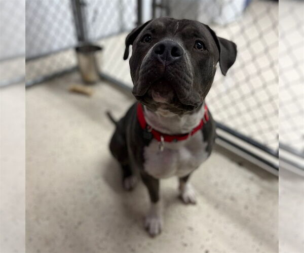 Medium Photo #39 American Pit Bull Terrier-Unknown Mix Puppy For Sale in Fargo, ND, USA