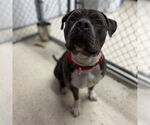 Small #38 American Pit Bull Terrier Mix
