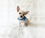 Small #4 Chihuahua