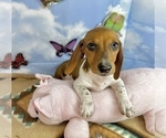 Small #3 Dachshund