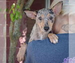 Small #3 Australian Shepherd-Catahoula Leopard Dog Mix