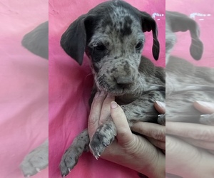 Great Dane Puppy for sale in COLORADO SPRINGS, CO, USA
