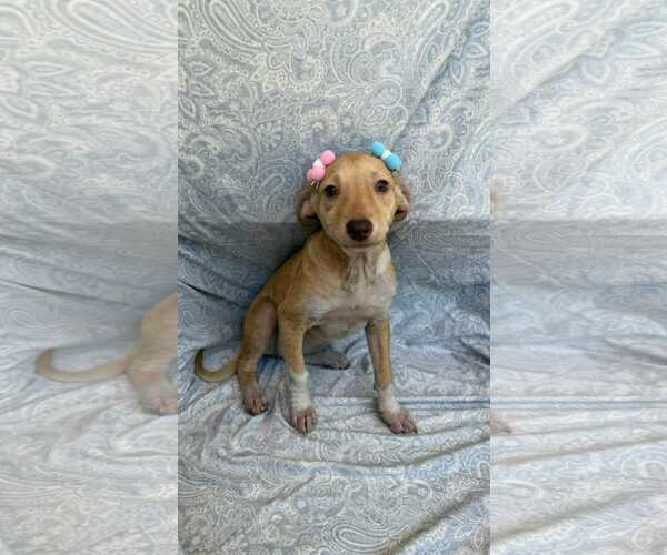 Medium Photo #1 Chihuahua-Unknown Mix Puppy For Sale in NYC, NY, USA