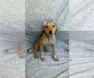 Chihuahua-Unknown Mix Dogs for adoption in NYC, NY, USA