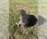 Small Photo #11 German Shorthaired Pointer Puppy For Sale in ELIZABETH CITY, NC, USA