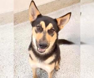 German Shepherd Dog-Unknown Mix Dogs for adoption in Houston, TX, USA