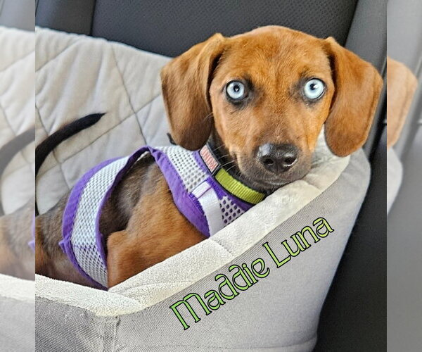 Medium Photo #6 Dachshund Puppy For Sale in San Antonio, TX, USA