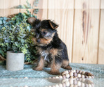 Small Photo #21 Yorkshire Terrier Puppy For Sale in QUARRYVILLE, PA, USA