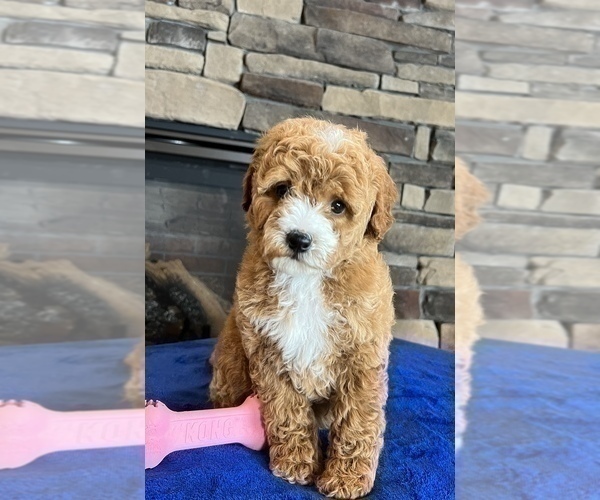 Medium Photo #5 Goldendoodle (Miniature) Puppy For Sale in NOBLESVILLE, IN, USA