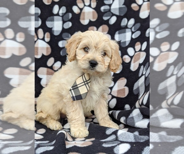 Medium Photo #4 Cavachon Puppy For Sale in AIRVILLE, PA, USA