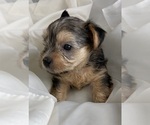 Image preview for Ad Listing. Nickname: Baby Boy Red