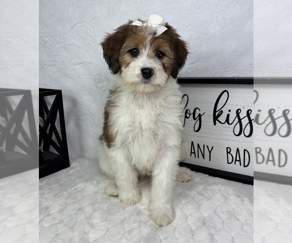 Medium Photo #5 Bernedoodle (Miniature) Puppy For Sale in GREENFIELD, IN, USA