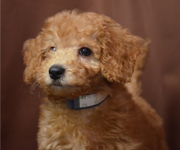Medium Photo #1 Doodle Puppy For Sale in PATERSON, NJ, USA