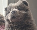 Small #2 Chow Chow