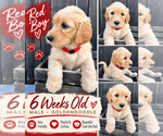 Puppy Red Double Doodle