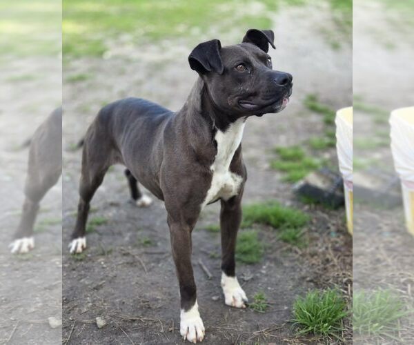 Medium Photo #6 Boxer-Unknown Mix Puppy For Sale in Anniston, AL, USA