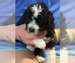 Small #3 Aussie-Poo