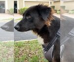 Small Photo #3 Borador Puppy For Sale in Valrico, FL, USA