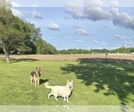 Small #9 German Shepherd Dog