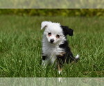 Small #1 Miniature Australian Shepherd