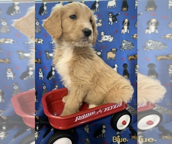 Medium Photo #20 English Cream Golden Retriever-Poodle (Standard) Mix Puppy For Sale in DEARBORN, MO, USA
