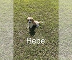 Puppy 3 Beagle