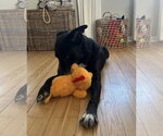 Small #7 Collie-Labrador Retriever Mix