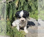 Small #1 Tibetan Terrier